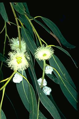 miel d`eucalyptus